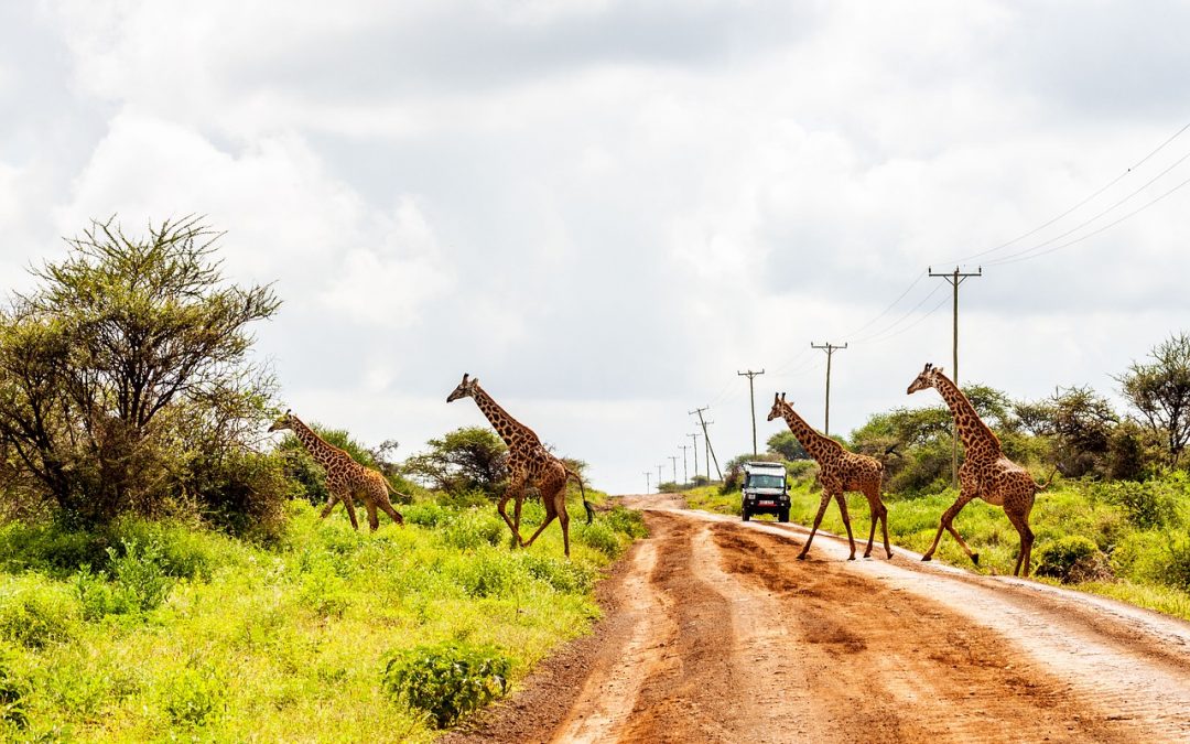 La nature sauvage et contrastée du Kenya