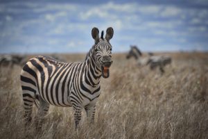 zebre-savane-tanzanie